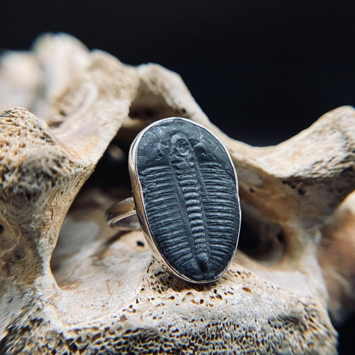 Trilobite Ring - ScentiMelti Home Fragrance, Beauty & Gifts UK