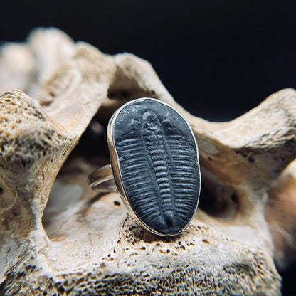 Trilobite Ring - ScentiMelti Home Fragrance, Beauty & Gifts UK