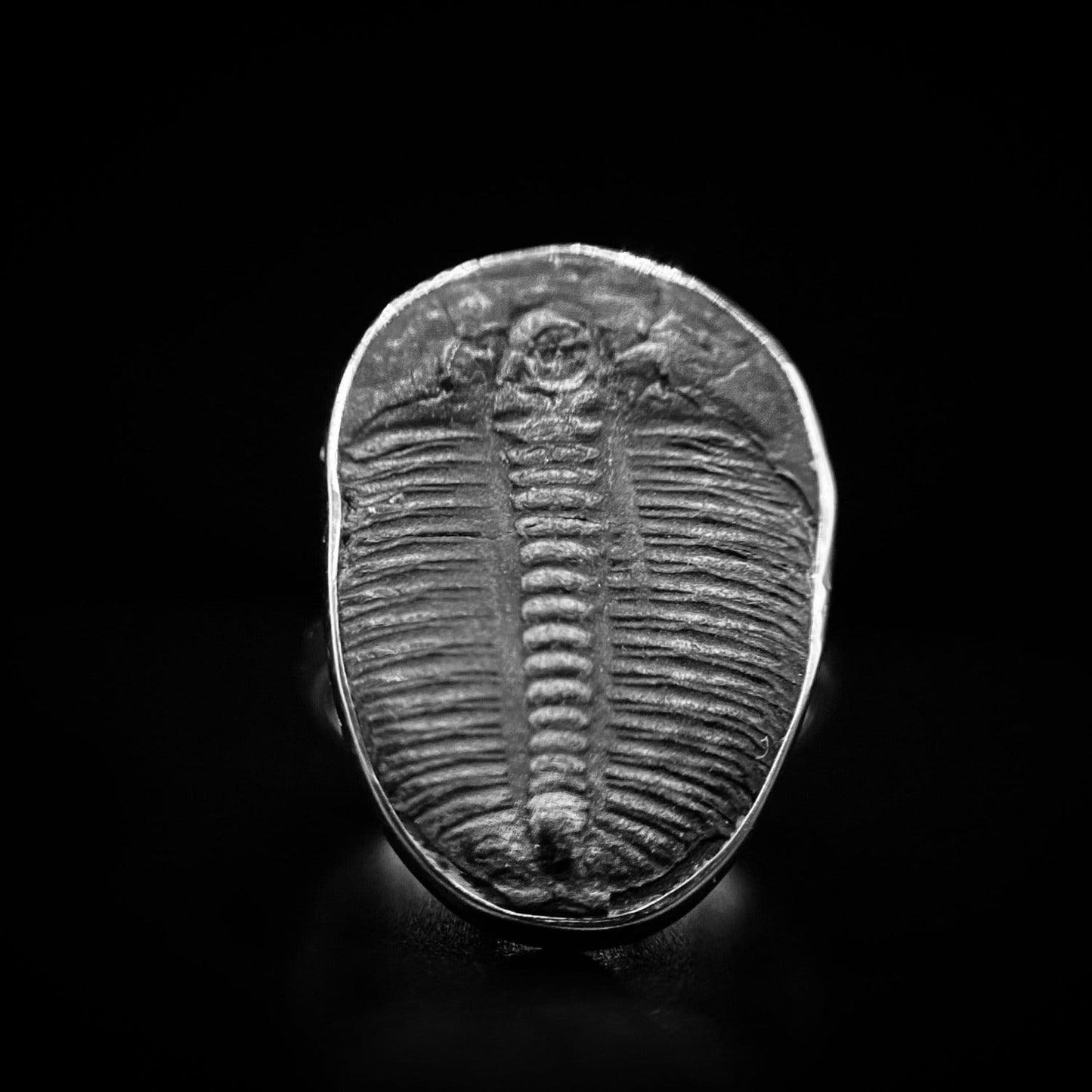 Trilobite Ring - ScentiMelti Home Fragrance, Beauty & Gifts UK