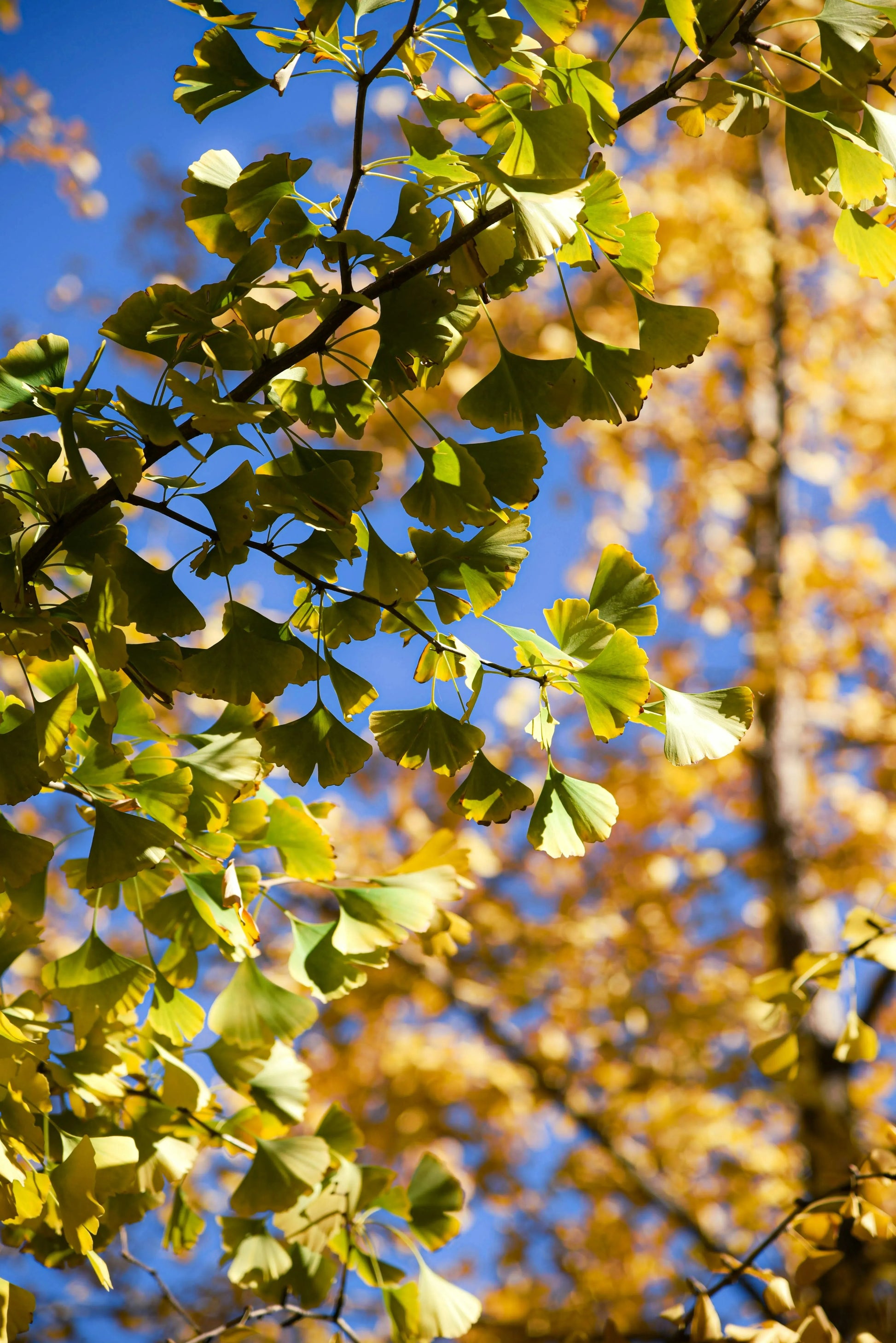 Gold Plated Leaf Necklace with a real Ginkgo leaf dipped in gold - 24" chain & giftbox - ScentiMelti Home Fragrance, Beauty & Gifts UK