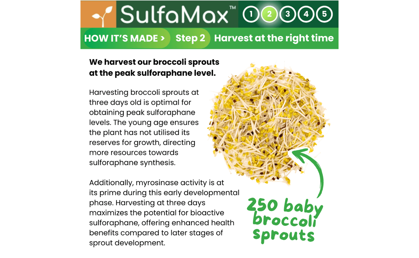 🌱 SulfaMax™  |  1 Month Supply of the best organic sulforaphane supplement SulfaMax ScentiMelti Wax Melts