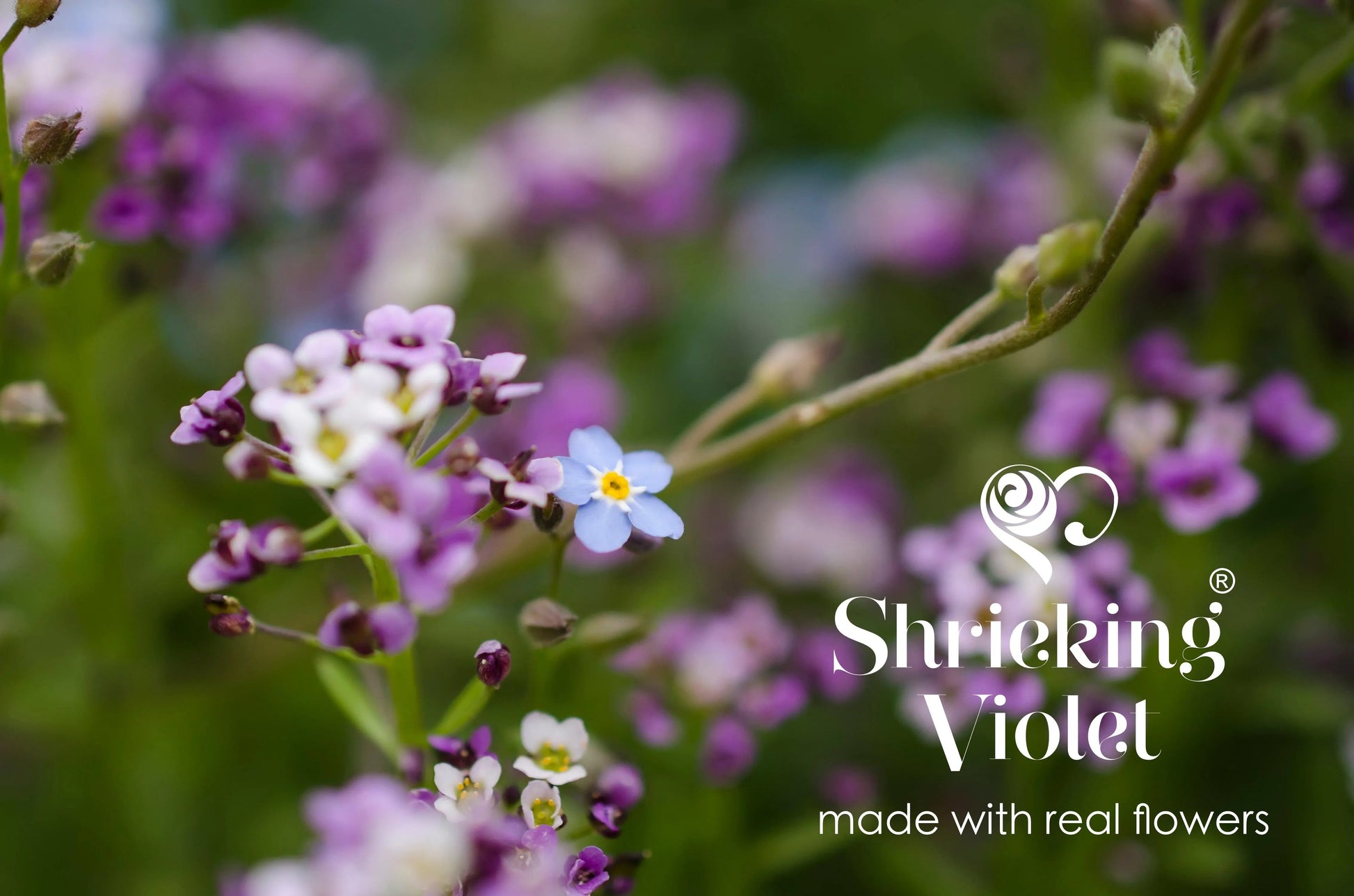 Flower jewellery by Shrieking Violet® Sterling silver heart bracelet handmade with real daisy, poppy, sunflower, rose - Ideal gift for mum or nan - ScentiMelti Home Fragrance, Beauty & Gifts UK