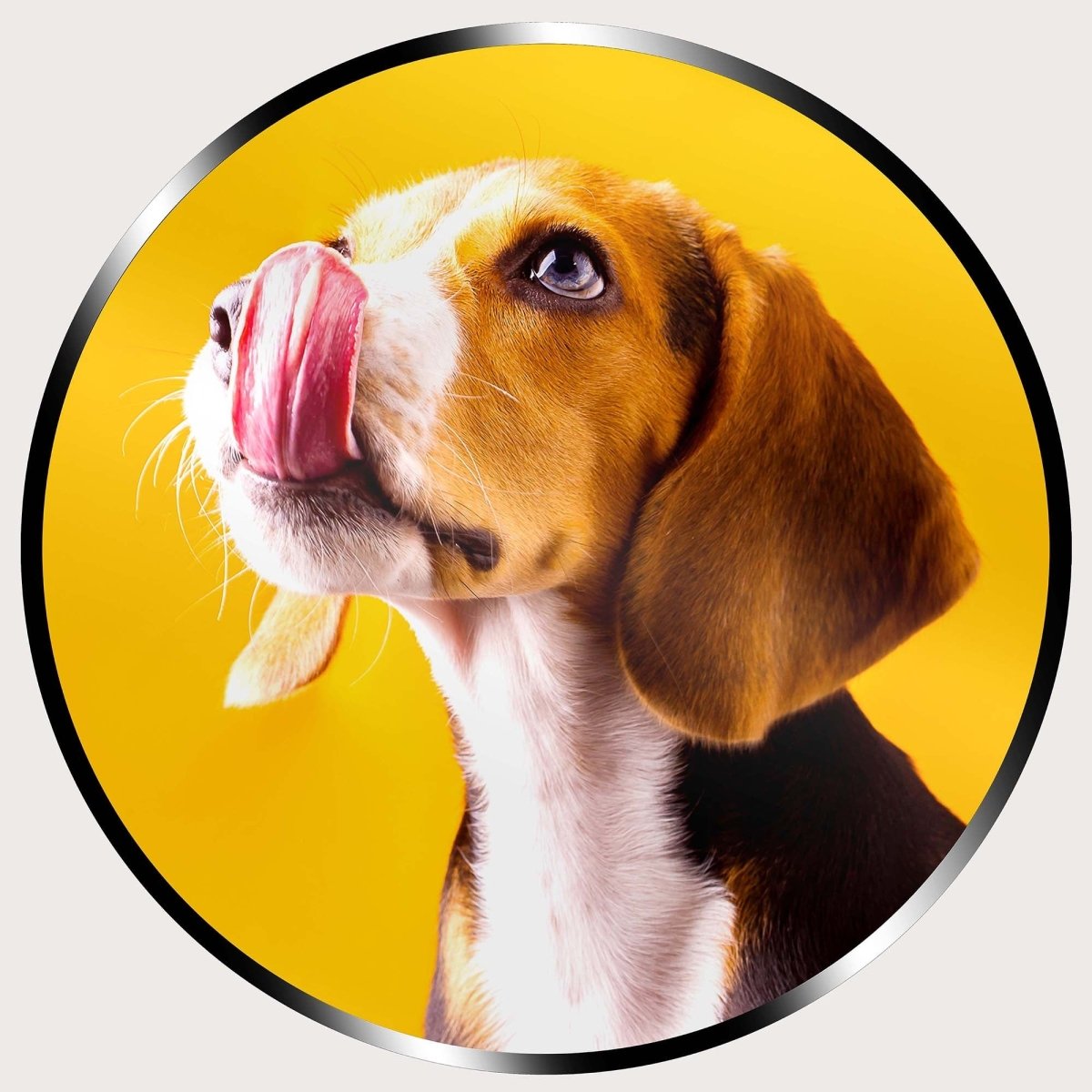 Illuminated Wall Art - Cute Beagle - ScentiMelti Home Fragrance, Beauty & Gifts UK