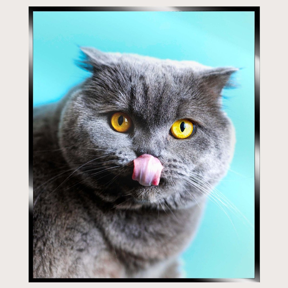 Illuminated Wall Art - Grey Cat - ScentiMelti Home Fragrance, Beauty & Gifts UK