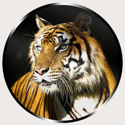 Illuminated Wall Art - Tiger 2 - ScentiMelti Home Fragrance, Beauty & Gifts UK