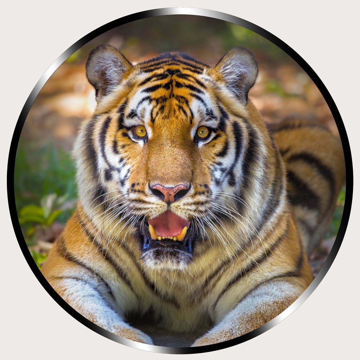 Illuminated Wall Art - Tiger - ScentiMelti Home Fragrance, Beauty & Gifts UK