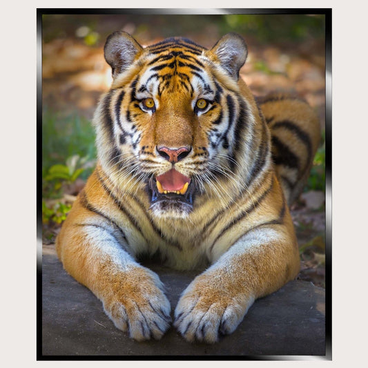 Illuminated Wall Art - Tiger - ScentiMelti Home Fragrance, Beauty & Gifts UK