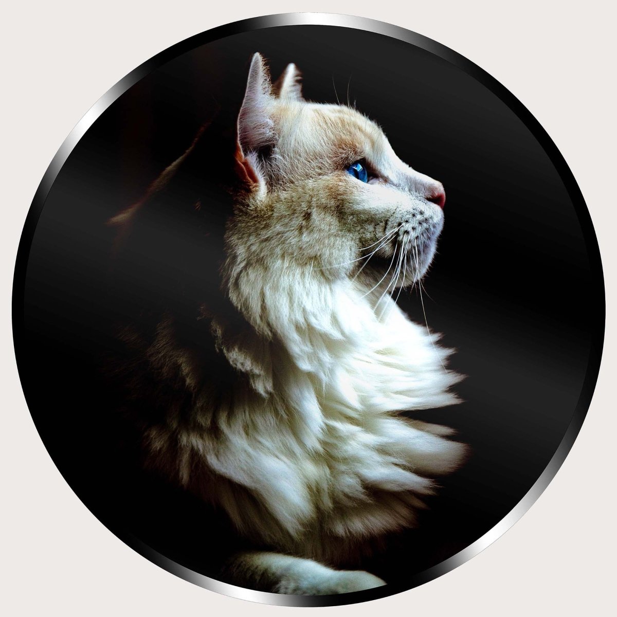 Illuminated Wall Art - White Cat - ScentiMelti Home Fragrance, Beauty & Gifts UK