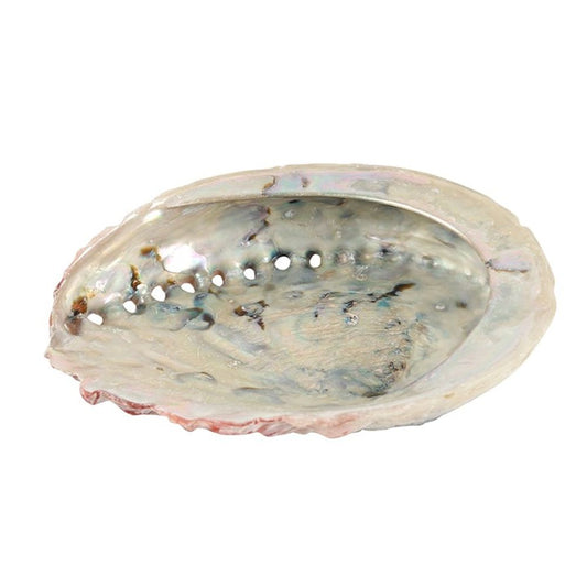 10cm Abalone Shell - ScentiMelti  10cm Abalone Shell