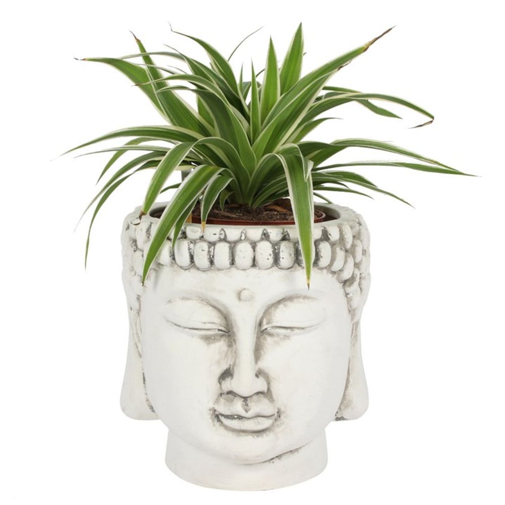 White Terracotta Buddha Head Planter - ScentiMelti  White Terracotta Buddha Head Planter