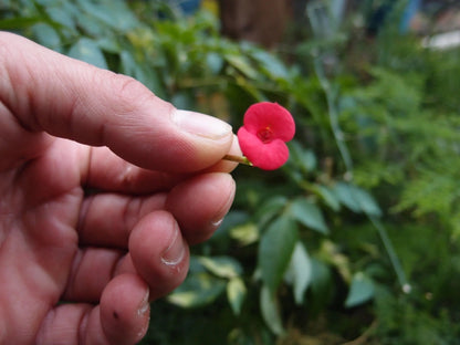 Sun necklace handmade with real flowers by Shrieking Violet - Poppy & Rose - ScentiMelti Home Fragrance, Beauty & Gifts UK