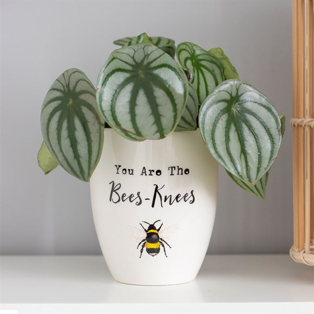 You Are the Bees Knees Ceramic Plant Pot - ScentiMelti  You Are the Bees Knees Ceramic Plant Pot